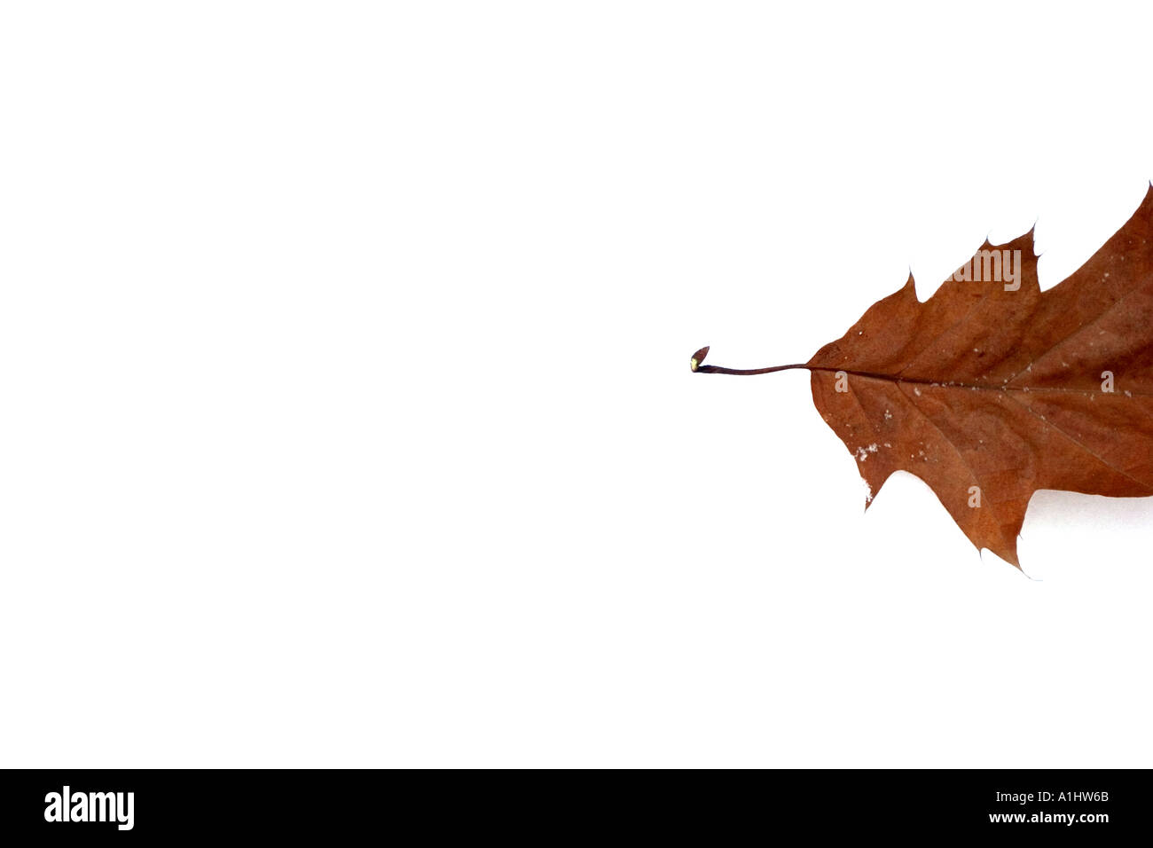 dead leaf on the white snow Stock Photo