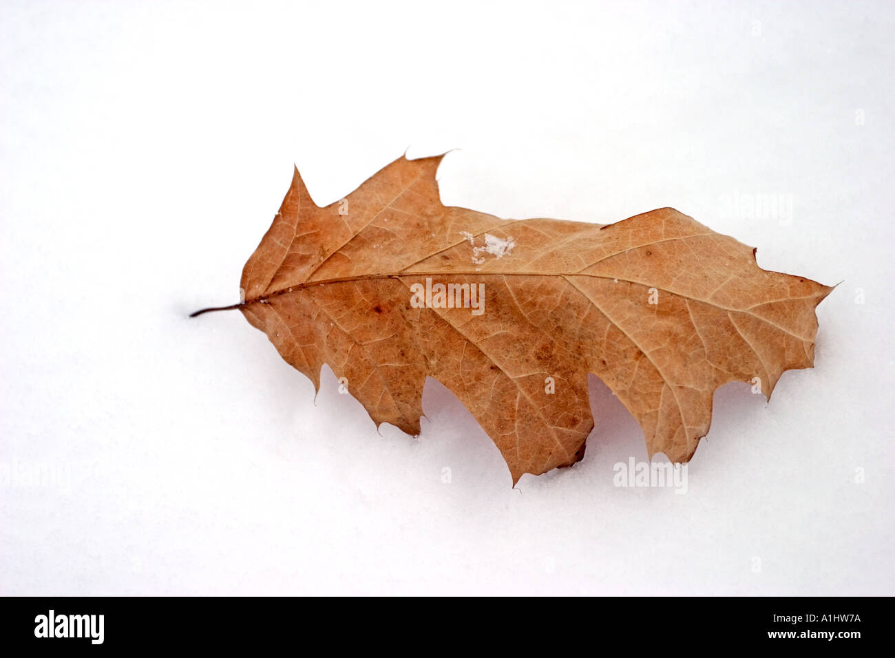 dead leaf on the white snow Stock Photo