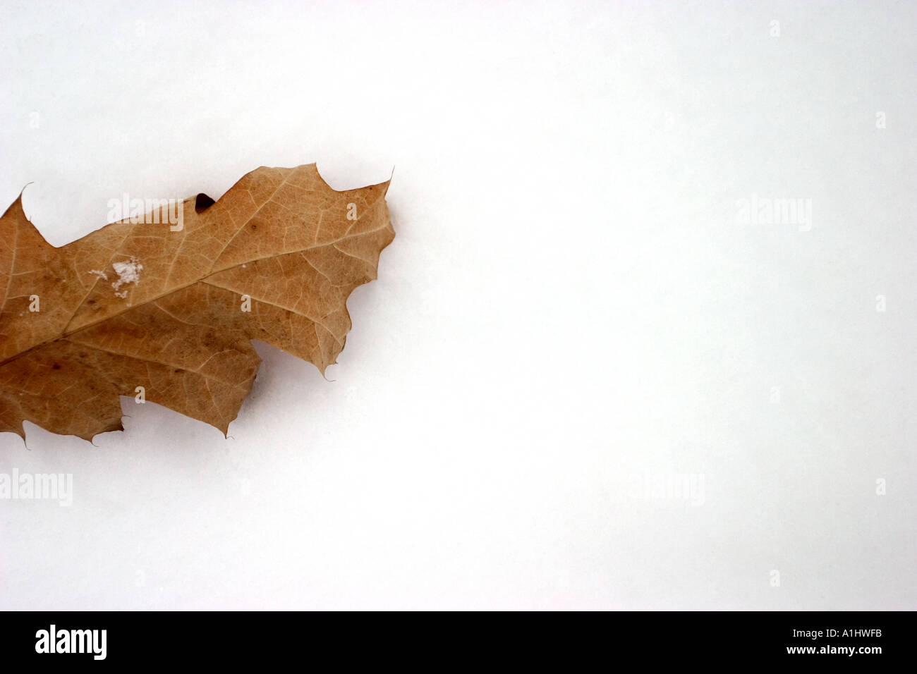 dead leaf on the white snow Stock Photo