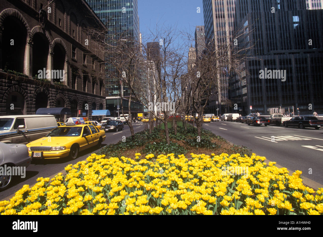 New York City Park Avenue Midtown Manhattan in the Spring Yellow Stock ...