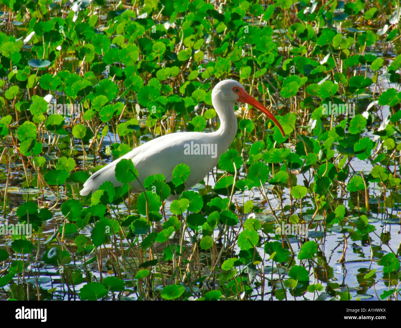 white ibis Eudocimus albus in wetland pond water marsh pennywort Hydrocotyle umbellata Stock Photo