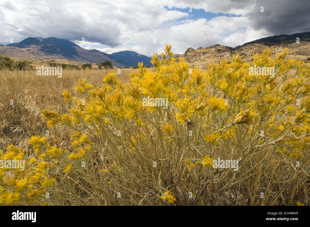 Landscape with rabbit bush (Chrysothamnus nauseosus) flowering Yellowstone National Park, Wyoming, USA Stock Photo