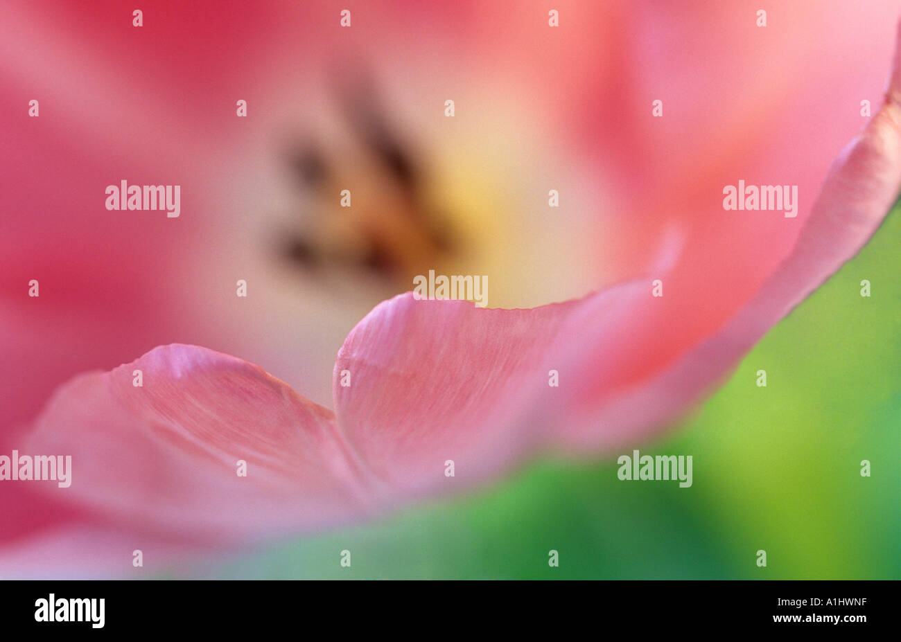 Head of the tulip flower hi-res stock photography and images - Alamy