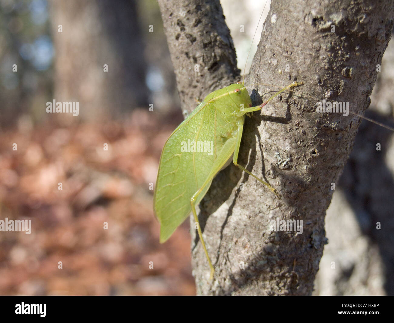 Broad Winged Katydid Microcentrum rhombifolium longhorn grasshopper ...