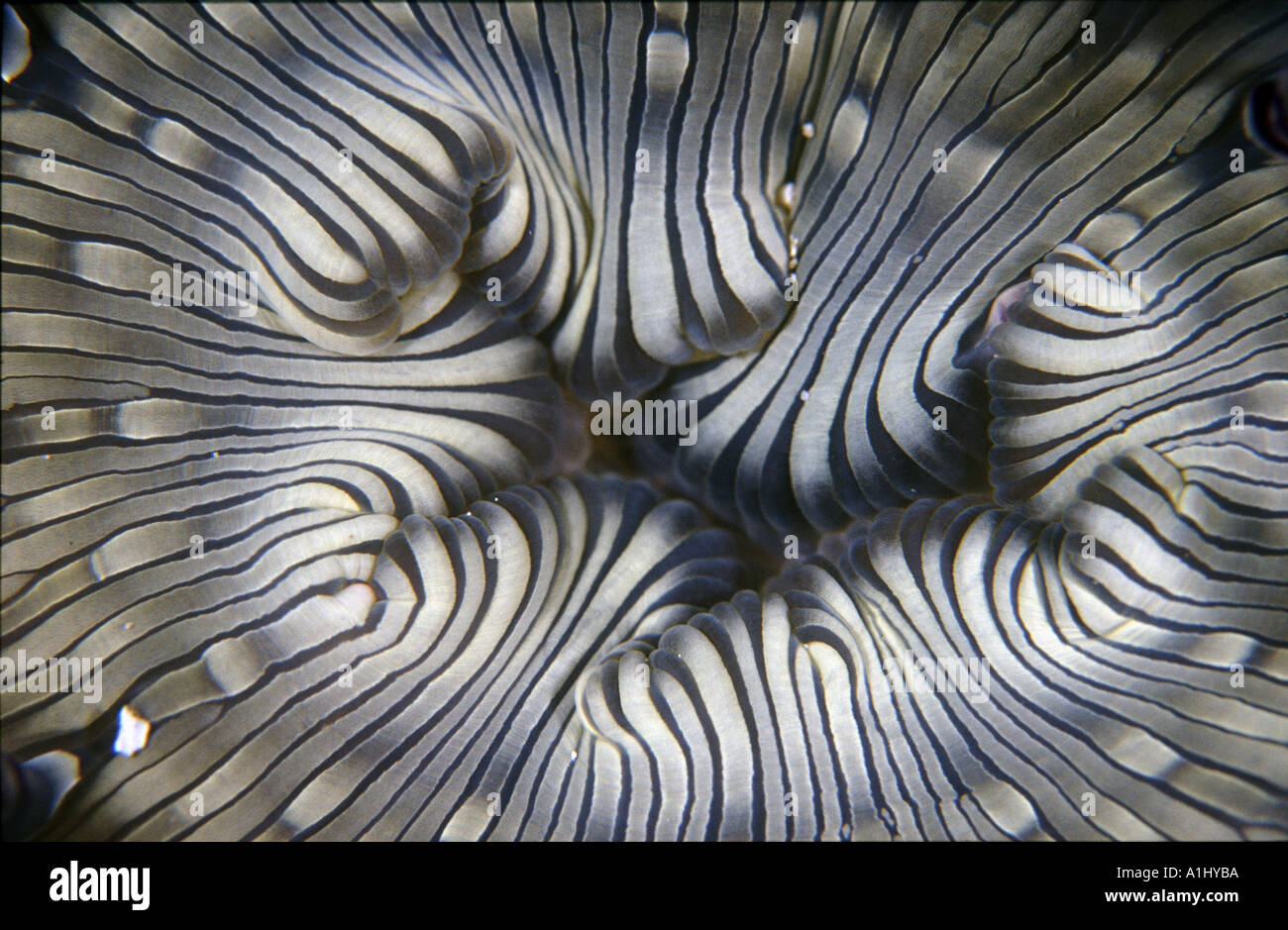 The mouth of an anemone Stock Photo Alamy