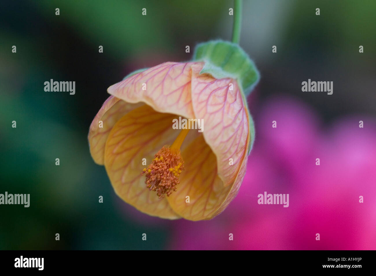 Abutilon pictum flower Stock Photo