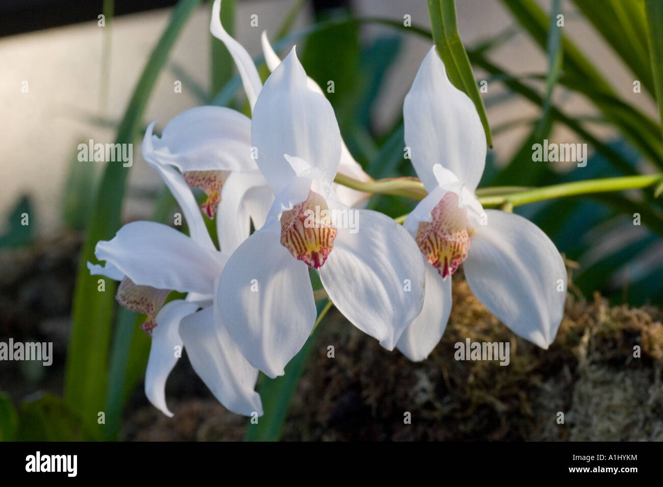 Unknown Stunning white orchid Stock Photo