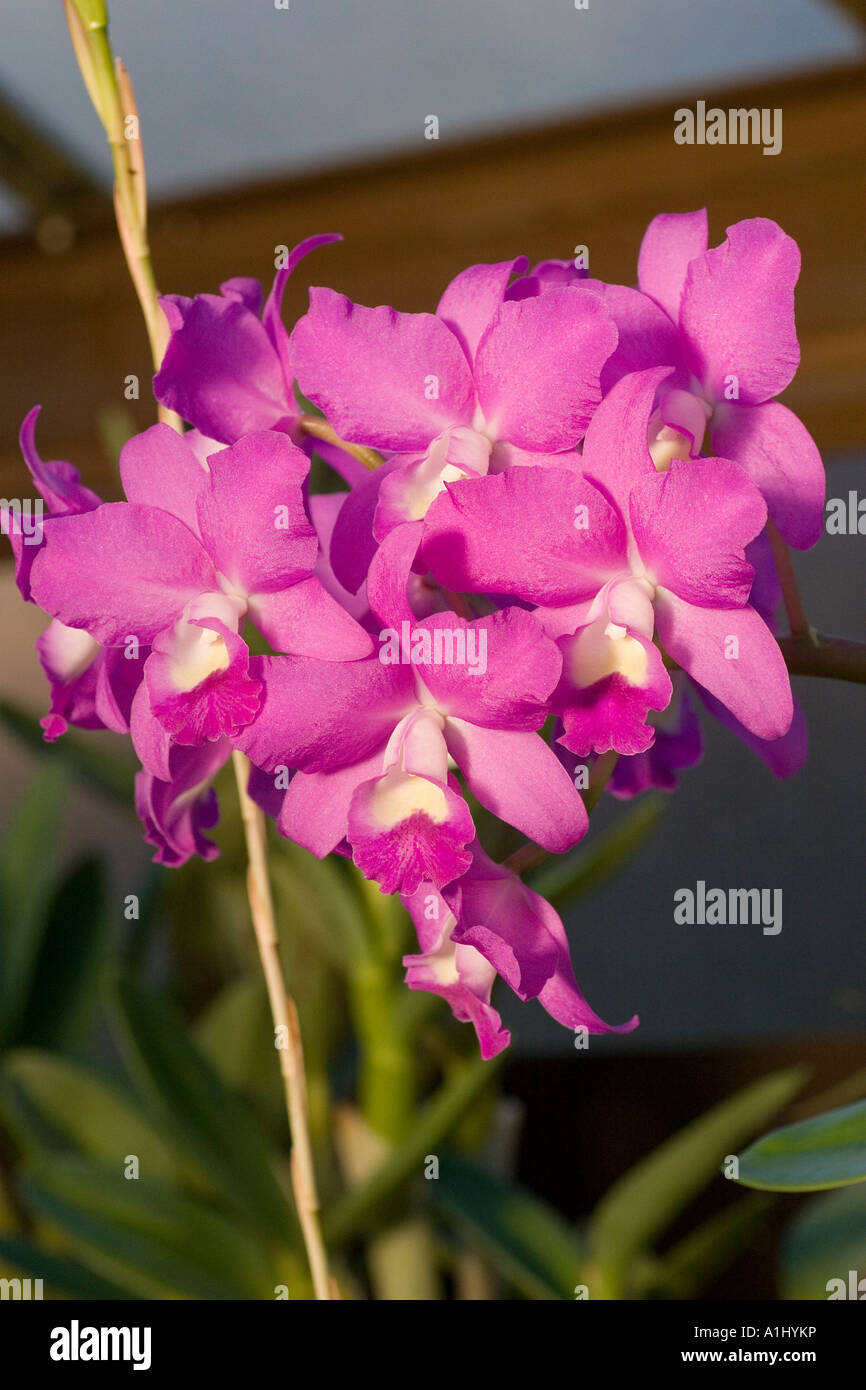Cattleya porcia orchid Stock Photo