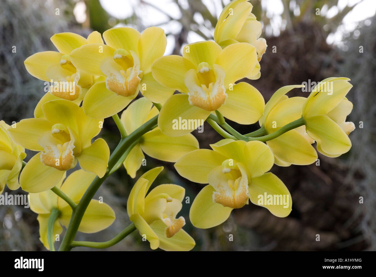 cymbidium one tree hill orchid Stock Photo