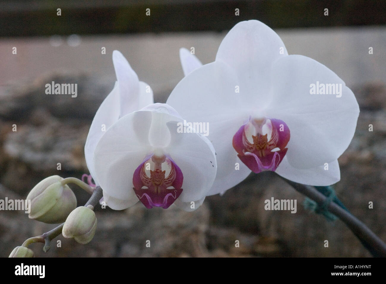 Phalaenopsis anthura toronto orchid Stock Photo