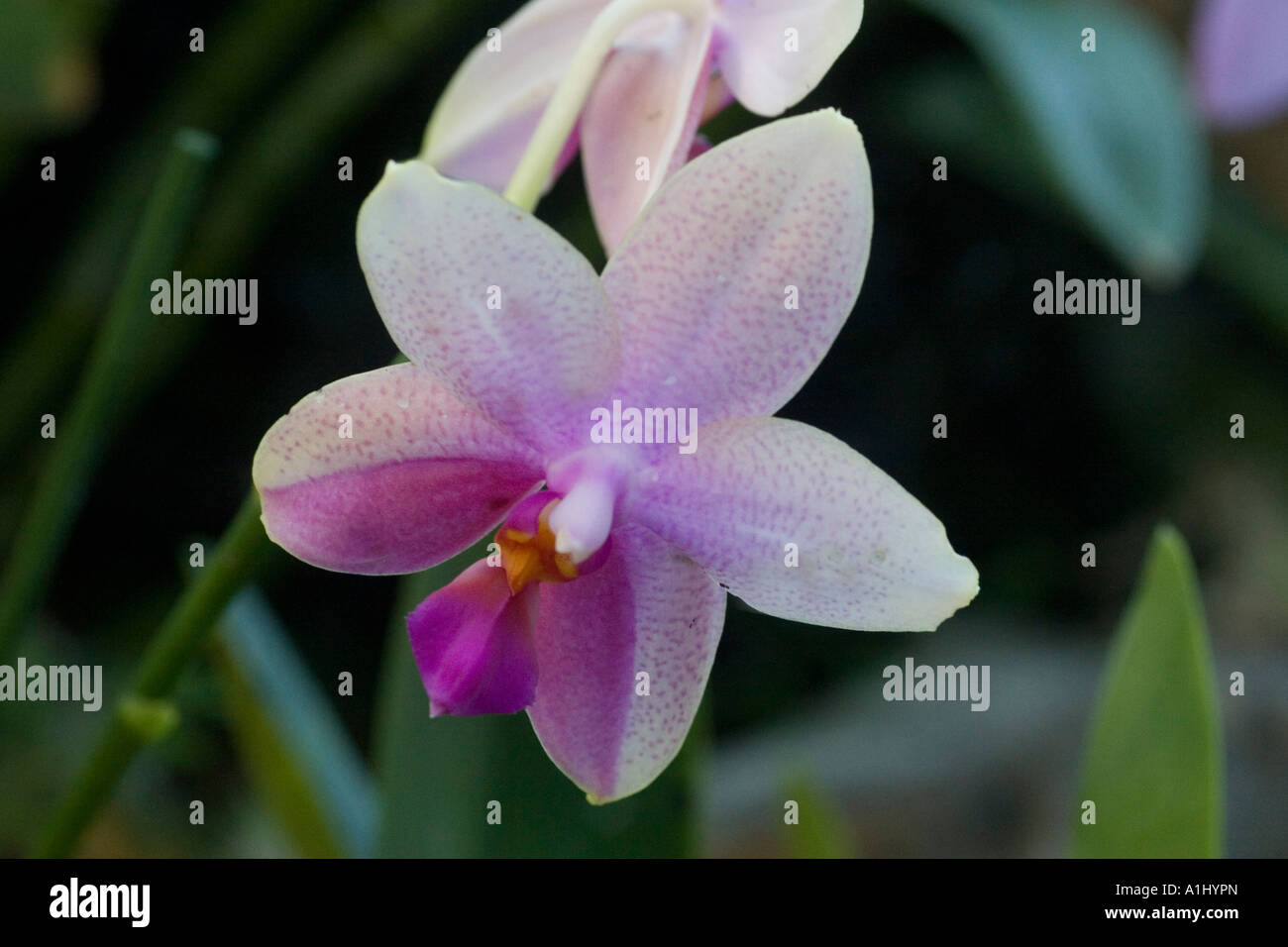 Phalaenopsis Sweet memory orchid Stock Photo