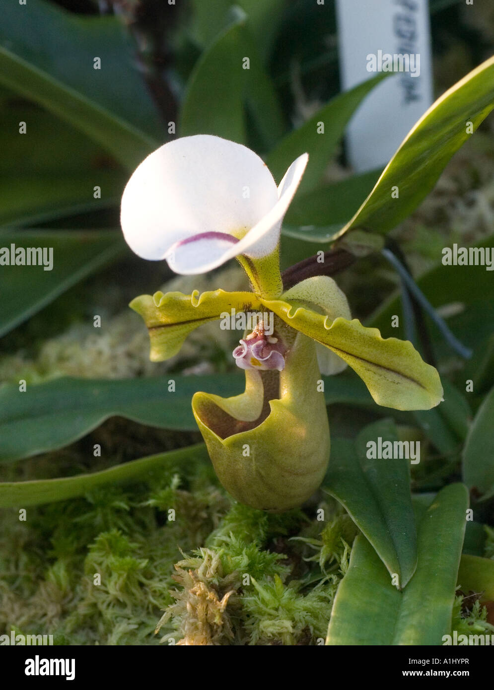 Paphiopedilum Spicerianum orchid from North India Stock Photo