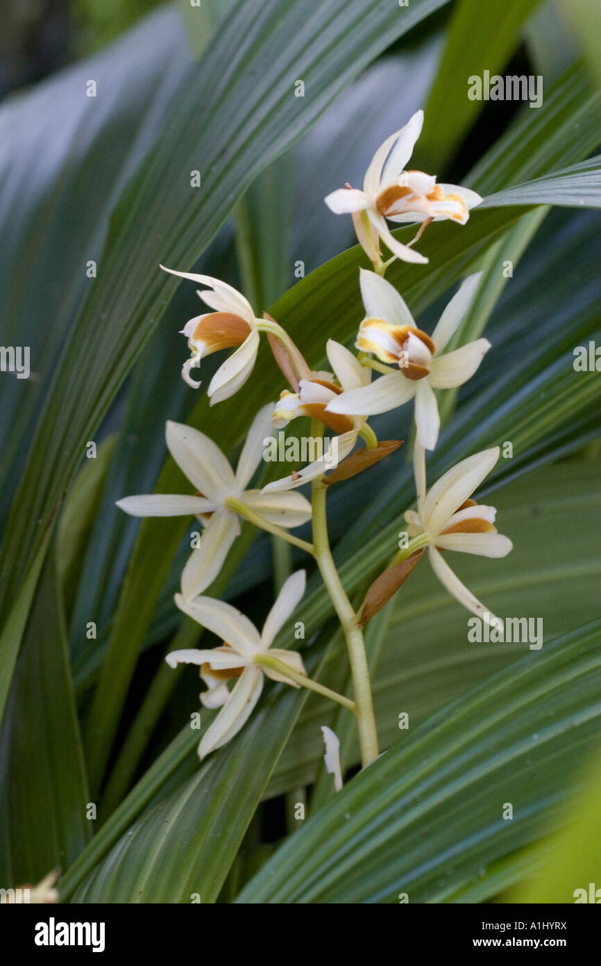 Maxillaria orchid tropical America Stock Photo