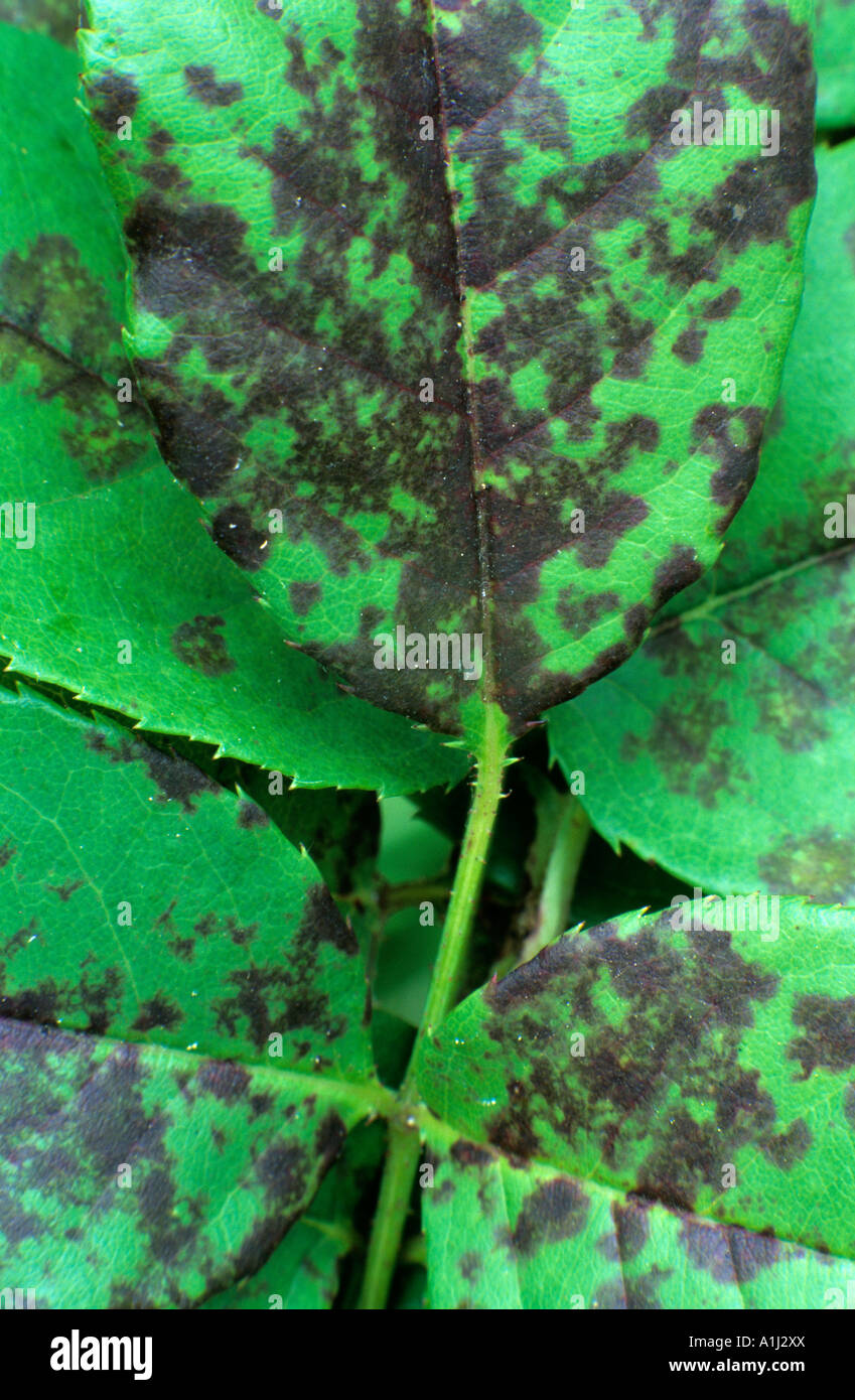 Disease Black Spot on rose leaf Stock Photo Alamy