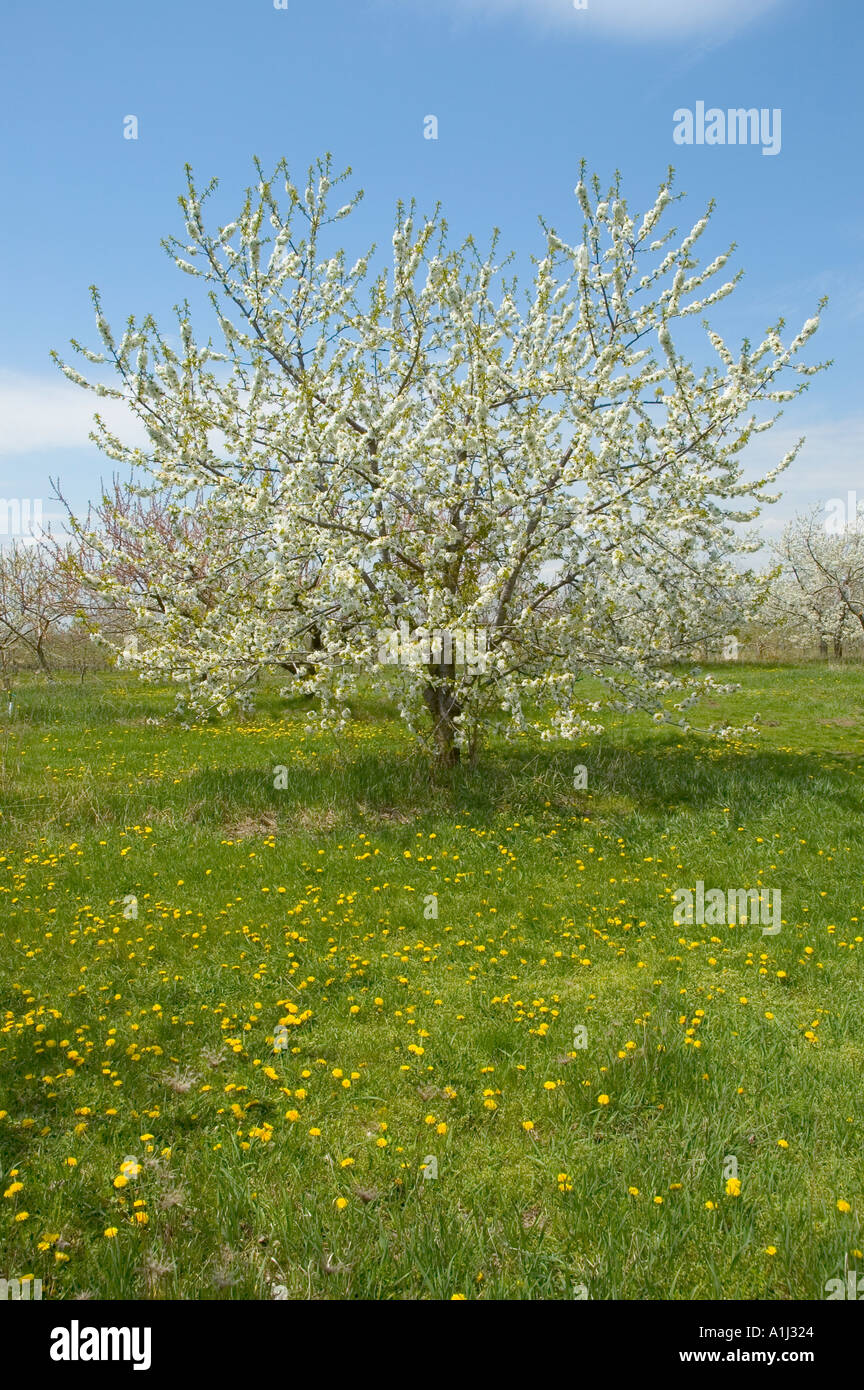 Cherry tree blossoms in bloom at Jeddo Michigan Cherry orchard Stock