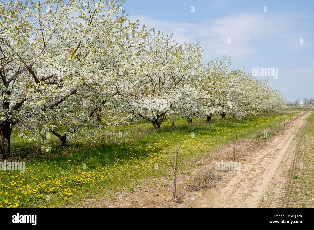 Cherry tree blossoms in bloom at Jeddo Michigan Cherry orchard Stock Photo