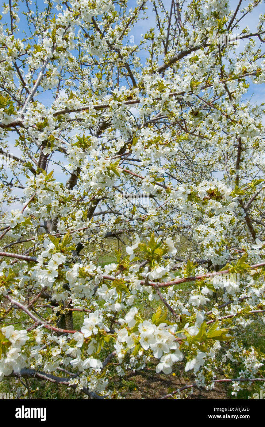 Cherry tree blossoms in bloom at Jeddo Michigan Cherry orchard Stock