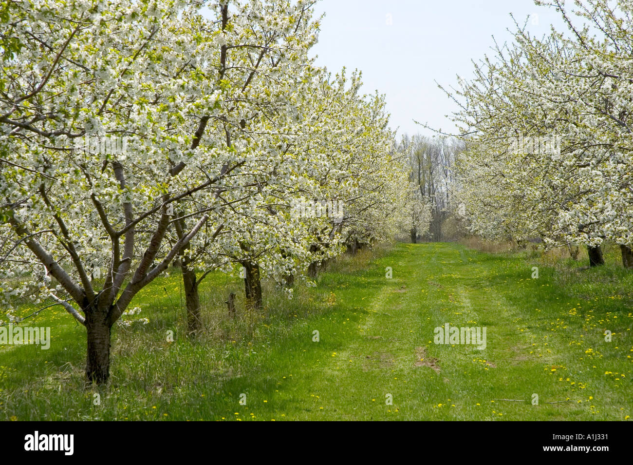 Cherry tree blossoms in bloom at Jeddo Michigan Cherry orchard Stock