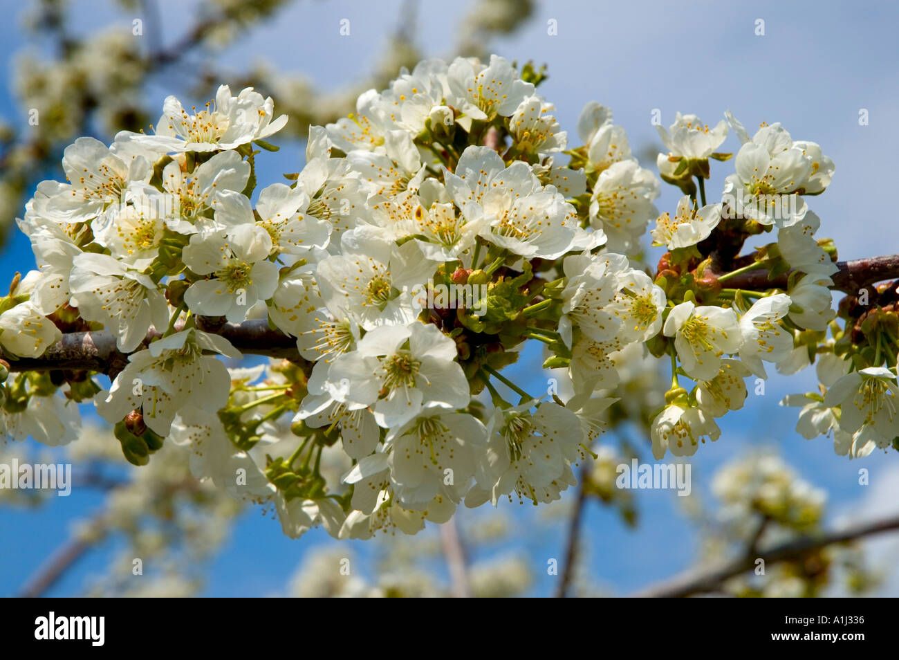 With cherry tree blossoms hires stock photography and images Alamy