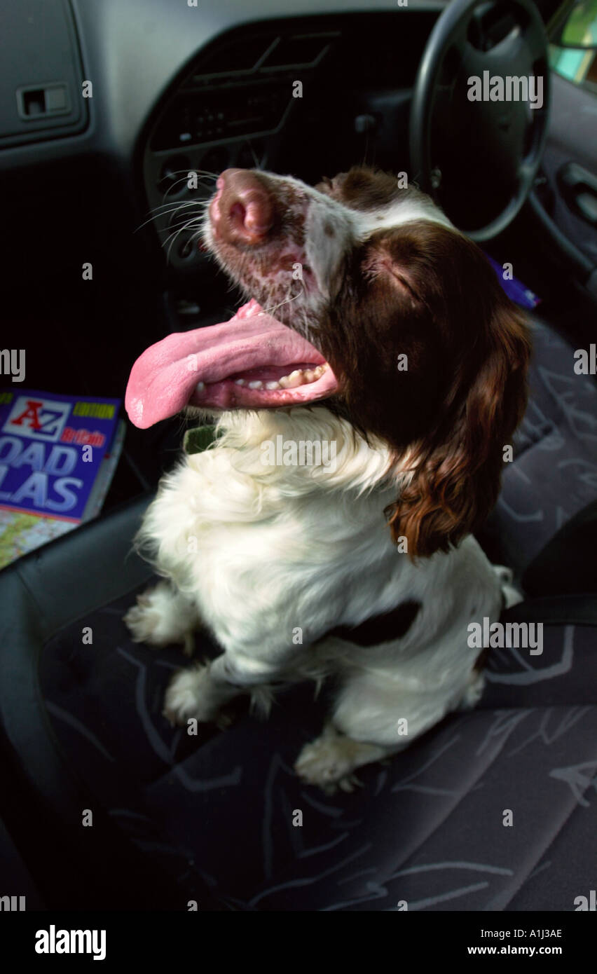 A DOG IN A HOT CAR PLEASE NOTE IN THIS STAGED PICTURE THE DOG IS NOT REALLY SUFFERING Stock Photo