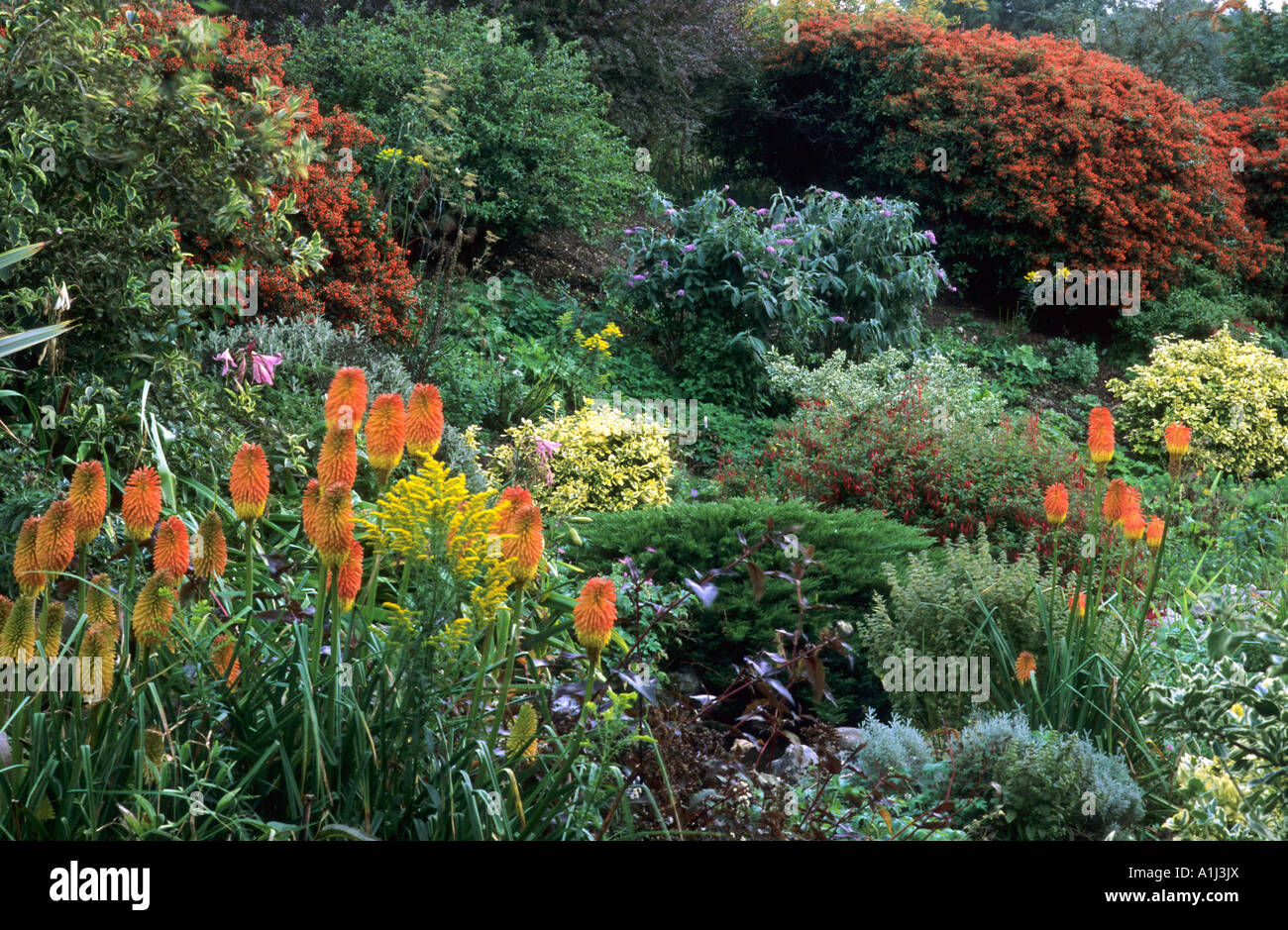 Kniphofia uvaria, Pyracantha Orange Glow, September, Butterfly Garden, Pensthorpe, Norfolk Stock Photo