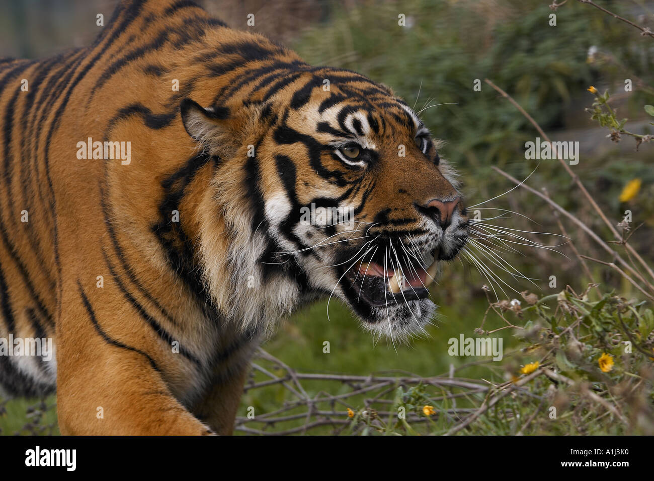 Sumatran tiger cat animal hi-res stock photography and images - Alamy