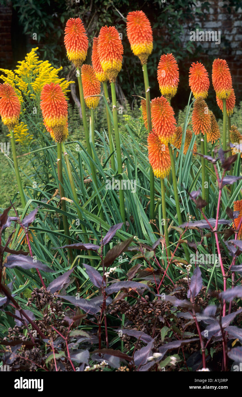 Kniphofia uvaria garden border hires stock photography and images Alamy