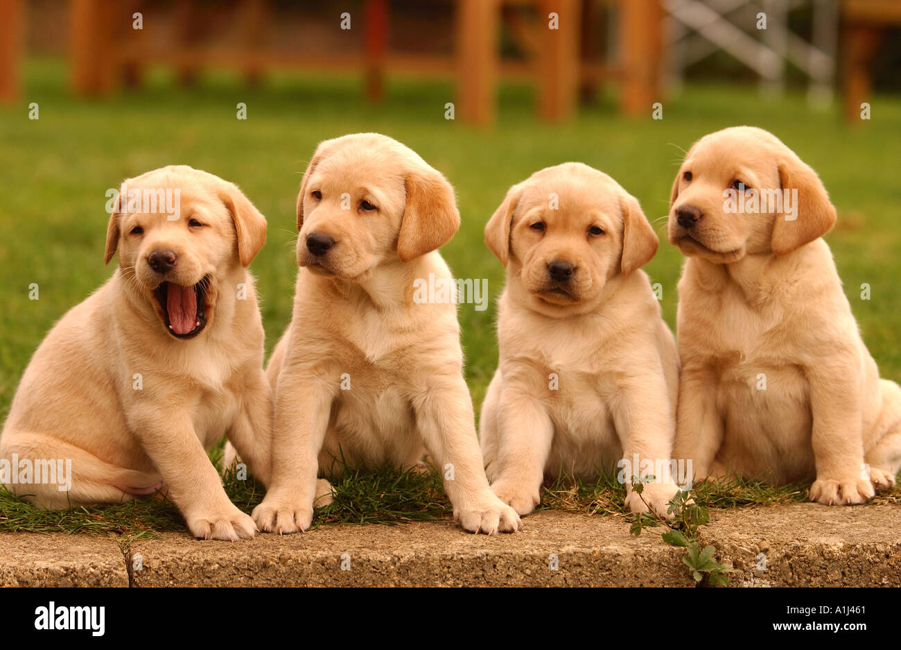 FOUR GOLDEN LABRADOR PUPPIES UK Stock Photo - Alamy