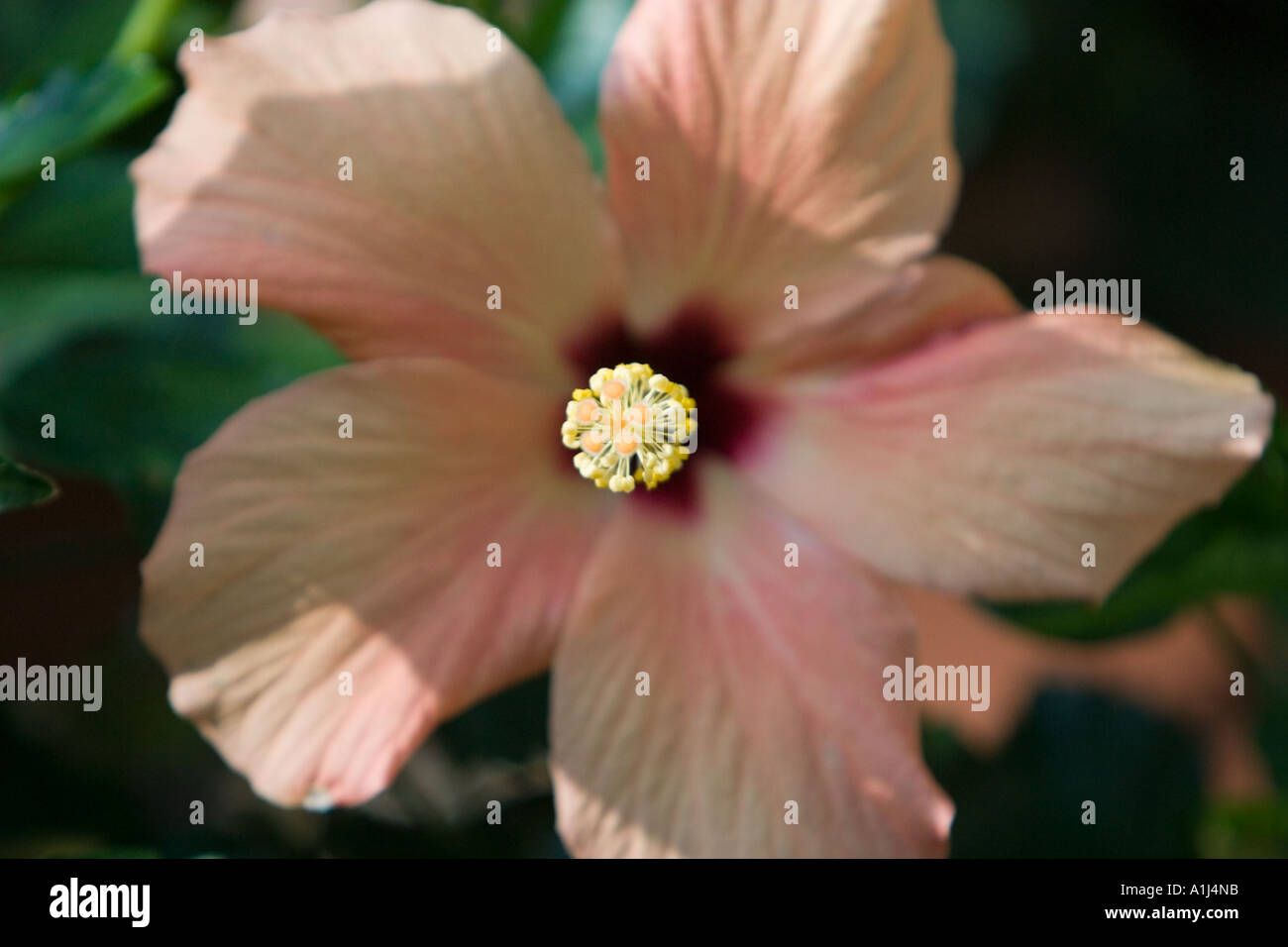 Peach hibiscus flower hi-res stock photography and images - Alamy