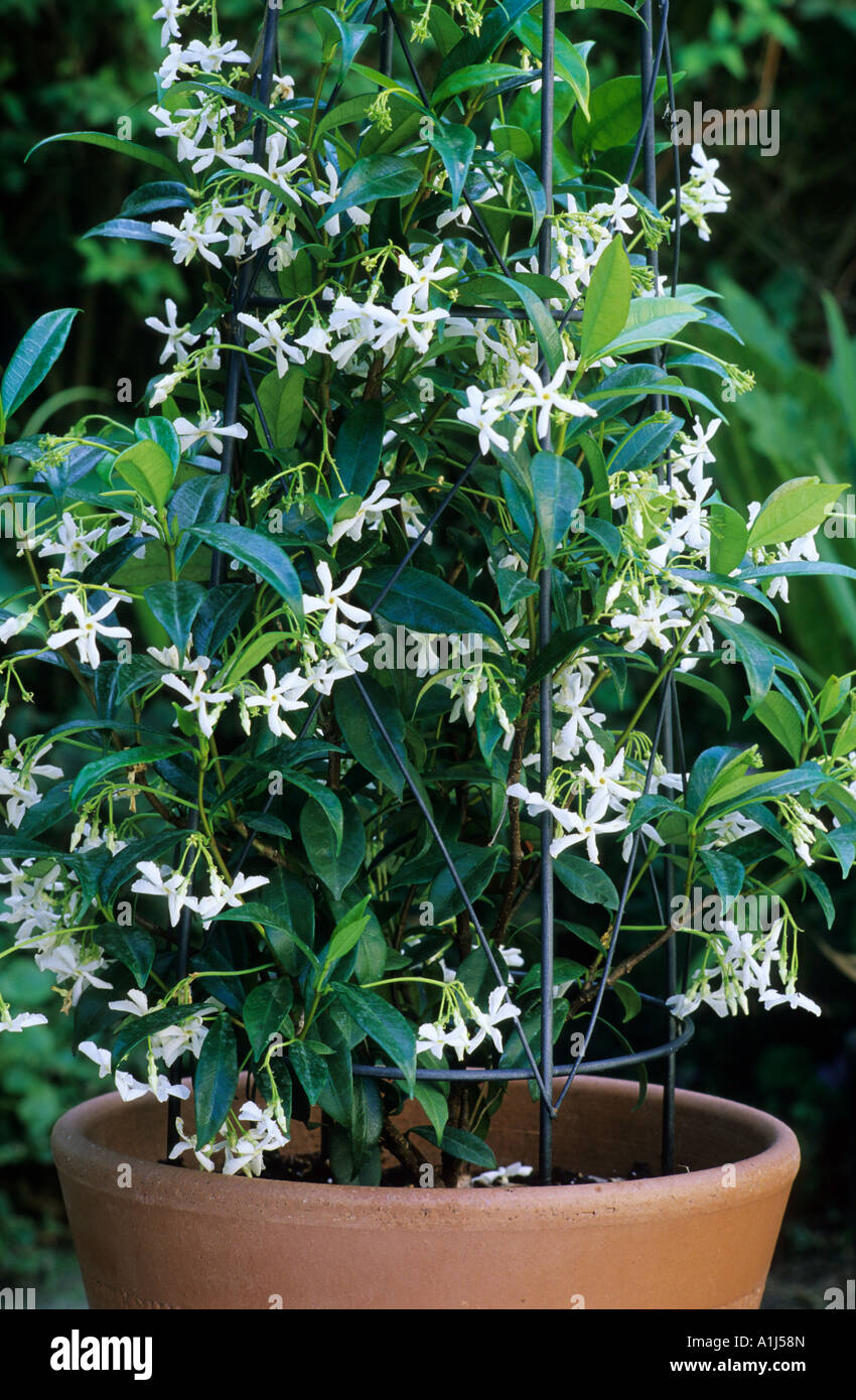 Trachelospermum jasminoides in container, star jasmine, fragrant white flowers, planter, pot, garden plant, jasmines containers Stock Photo