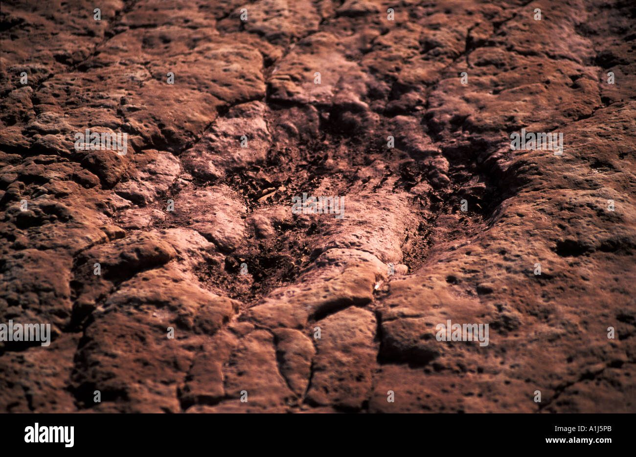 Dinosaur Footsteps engraved in Rock, Palaeontology in Patagonia, Neuquen, Argentina Stock Photo