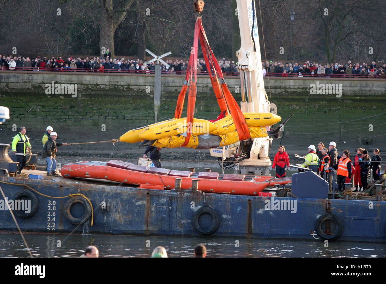 Rescue of the River Thames Northern Bottle Nosed Whale Stock Photo