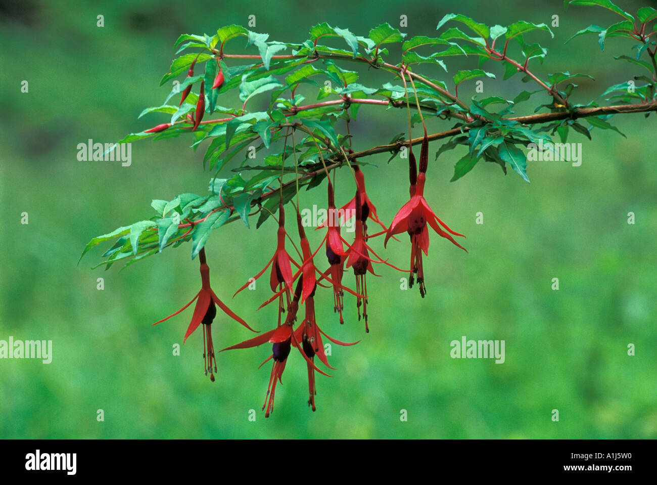 Chilco (Fuchsia magellanica) in Bahia Catalana, Los Glaciares National ...