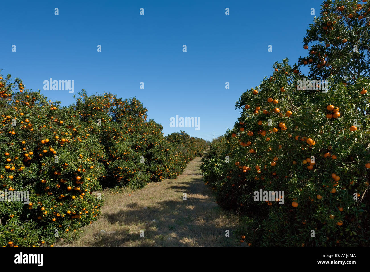 Orange Groves in Polk County, Central Florida, Florida, USA Stock Photo