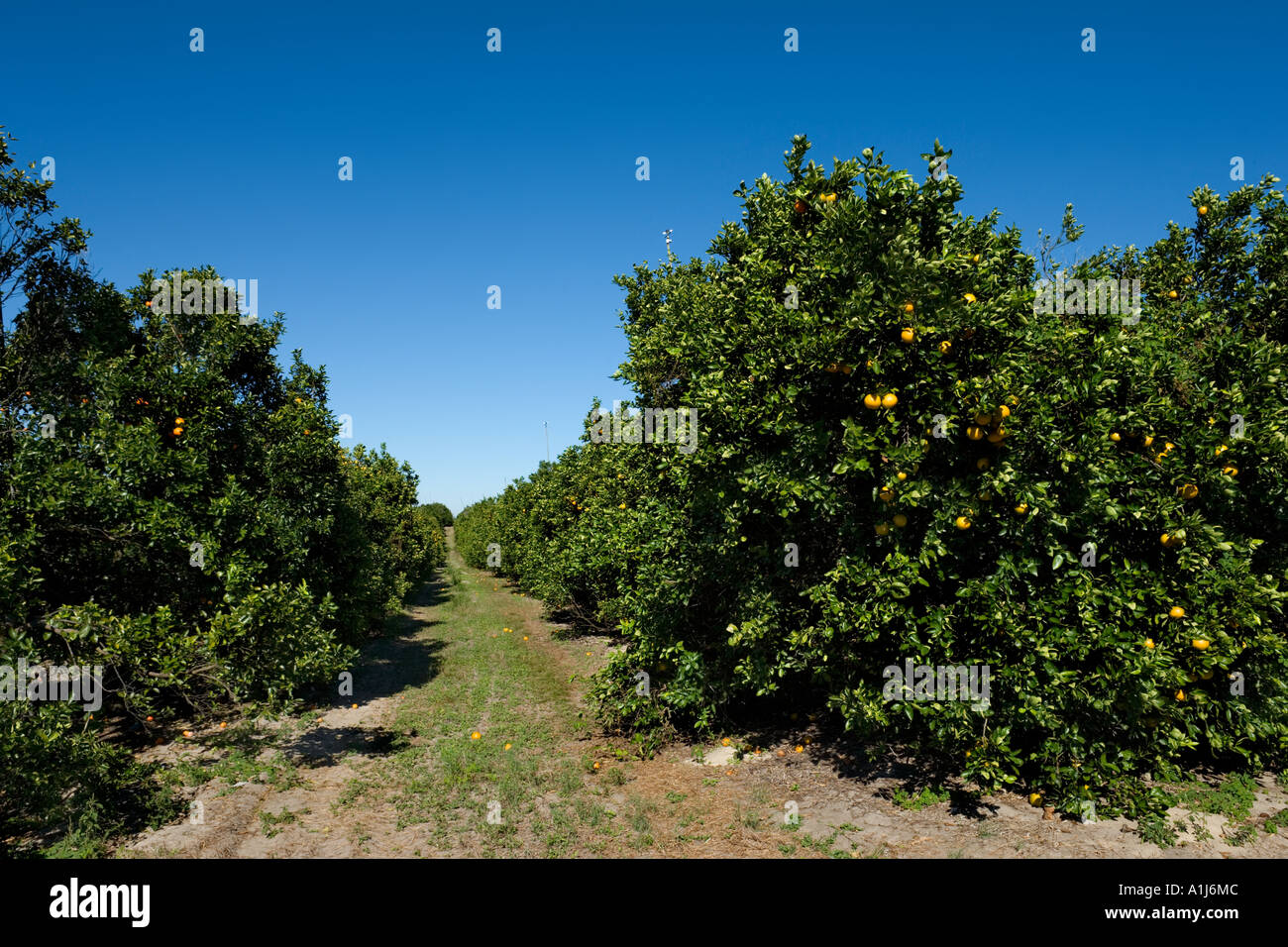 Where Are The Orange Groves In Florida at Iluminada May blog