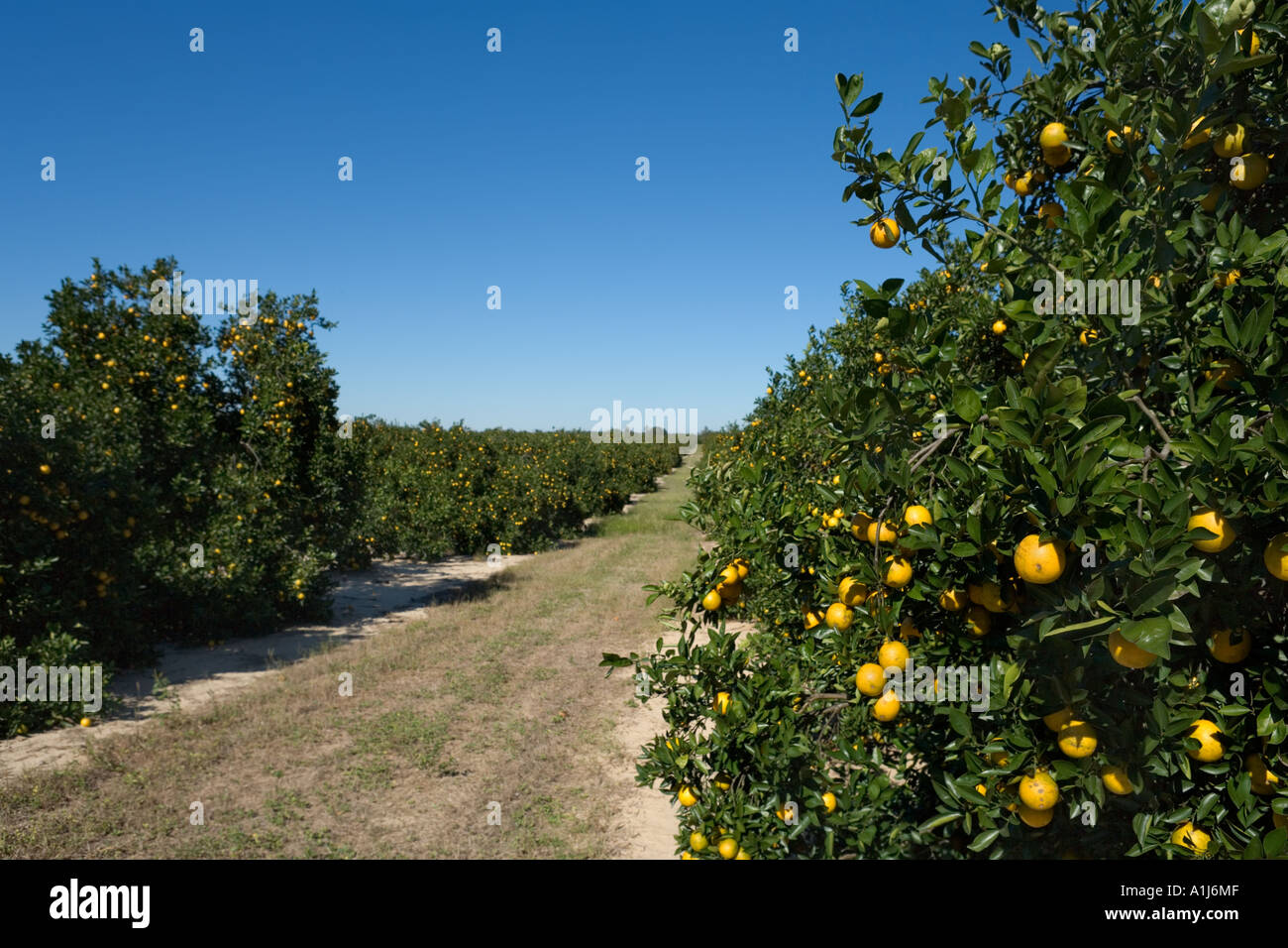 Orange Groves in Polk County, Central Florida, USA Stock Photo Alamy