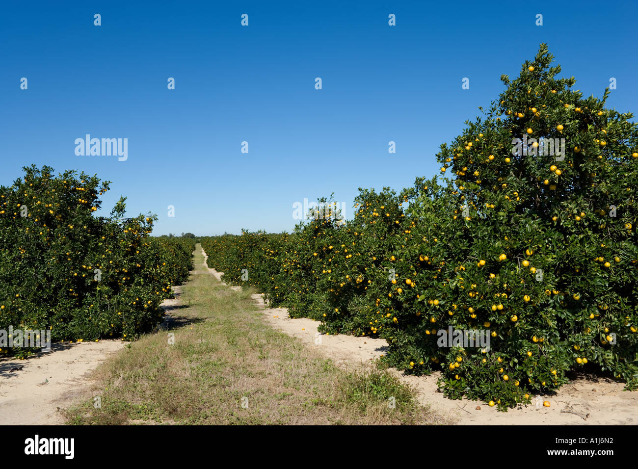 Orange Groves in Polk County, Central Florida, USA Stock Photo