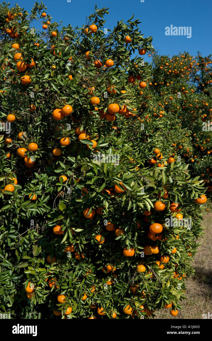 Orange Groves in Polk County, Central Florida, USA Stock Photo Alamy