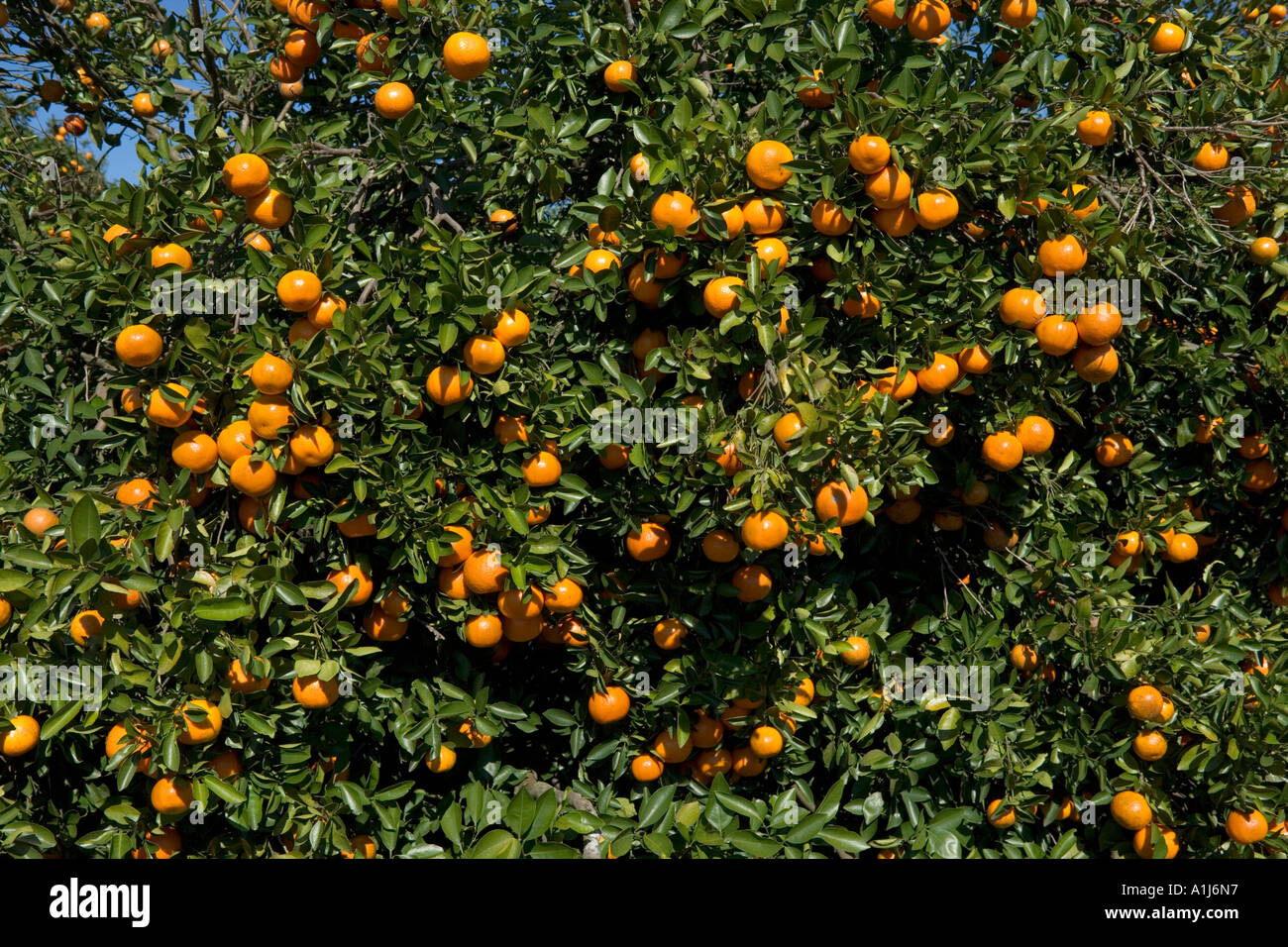 Orange Groves in Polk County, Central Florida, Florida, USA Stock Photo