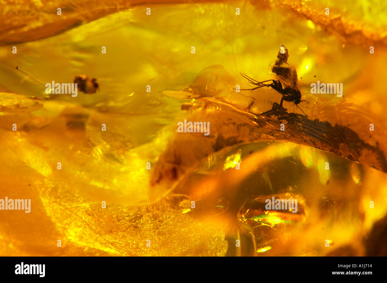 Insect preserved in amber Stock Photo - Alamy