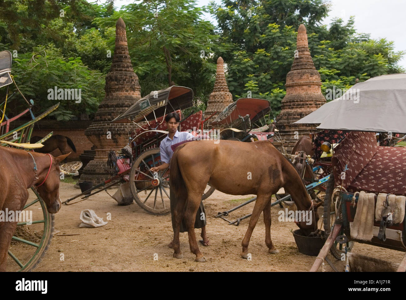 Burmese horse and cart taxi driver hi-res stock photography and images ...