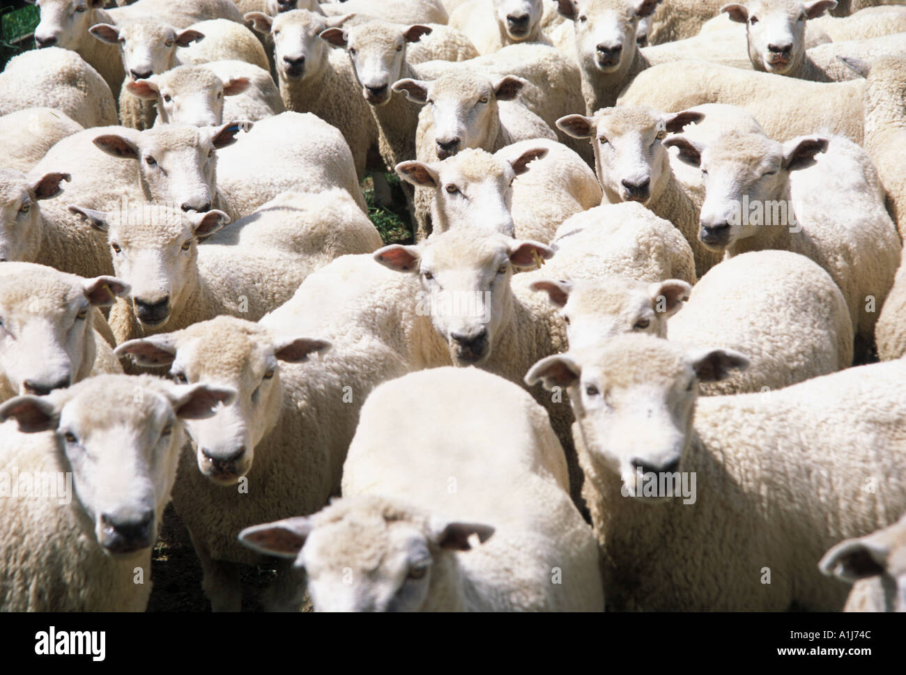 Sheep New Zealand Stock Photo Alamy