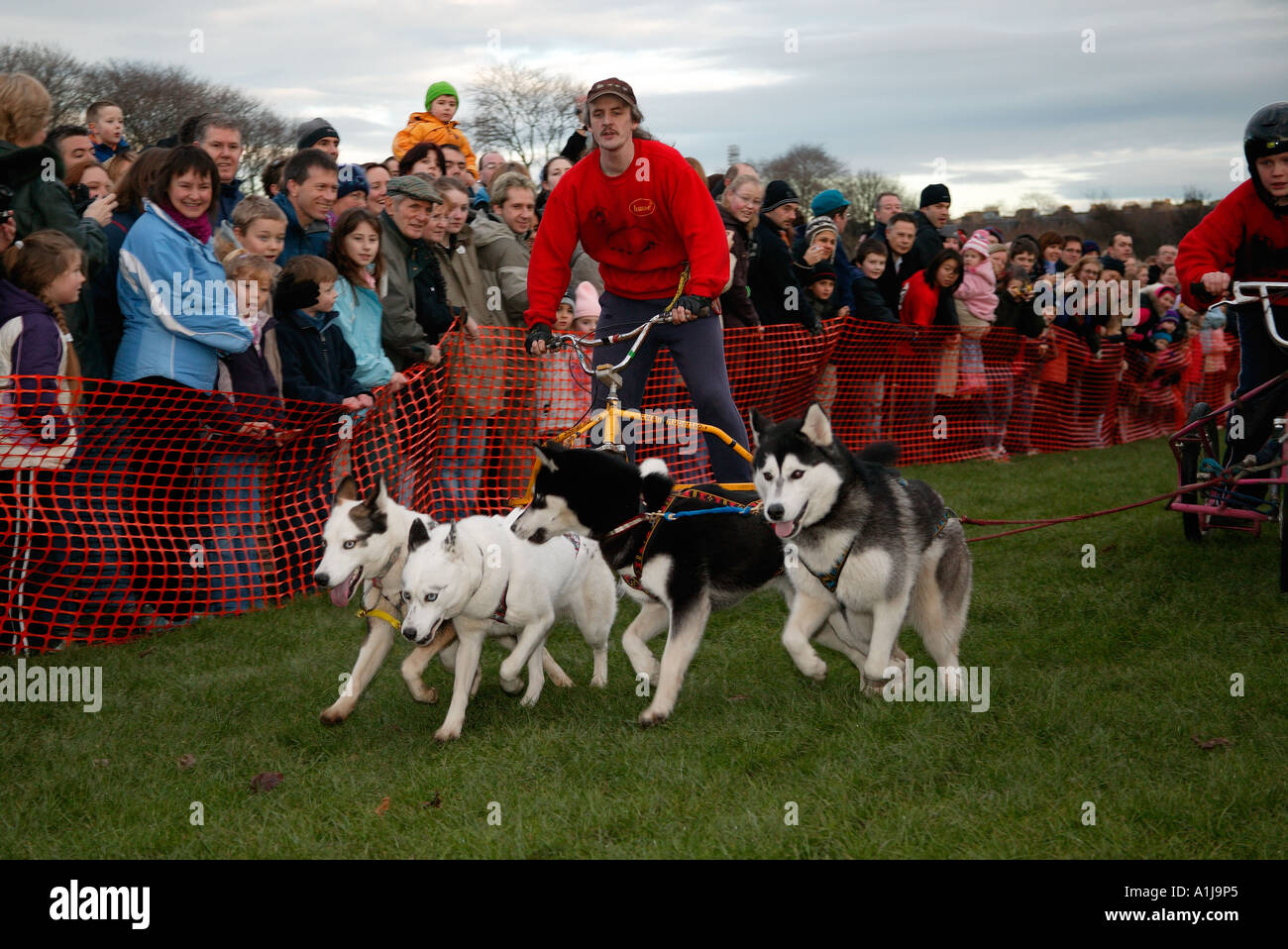 Husky dog racing, during New Year festivities, Edinburgh, Scotland, UK, Europe Stock Photo