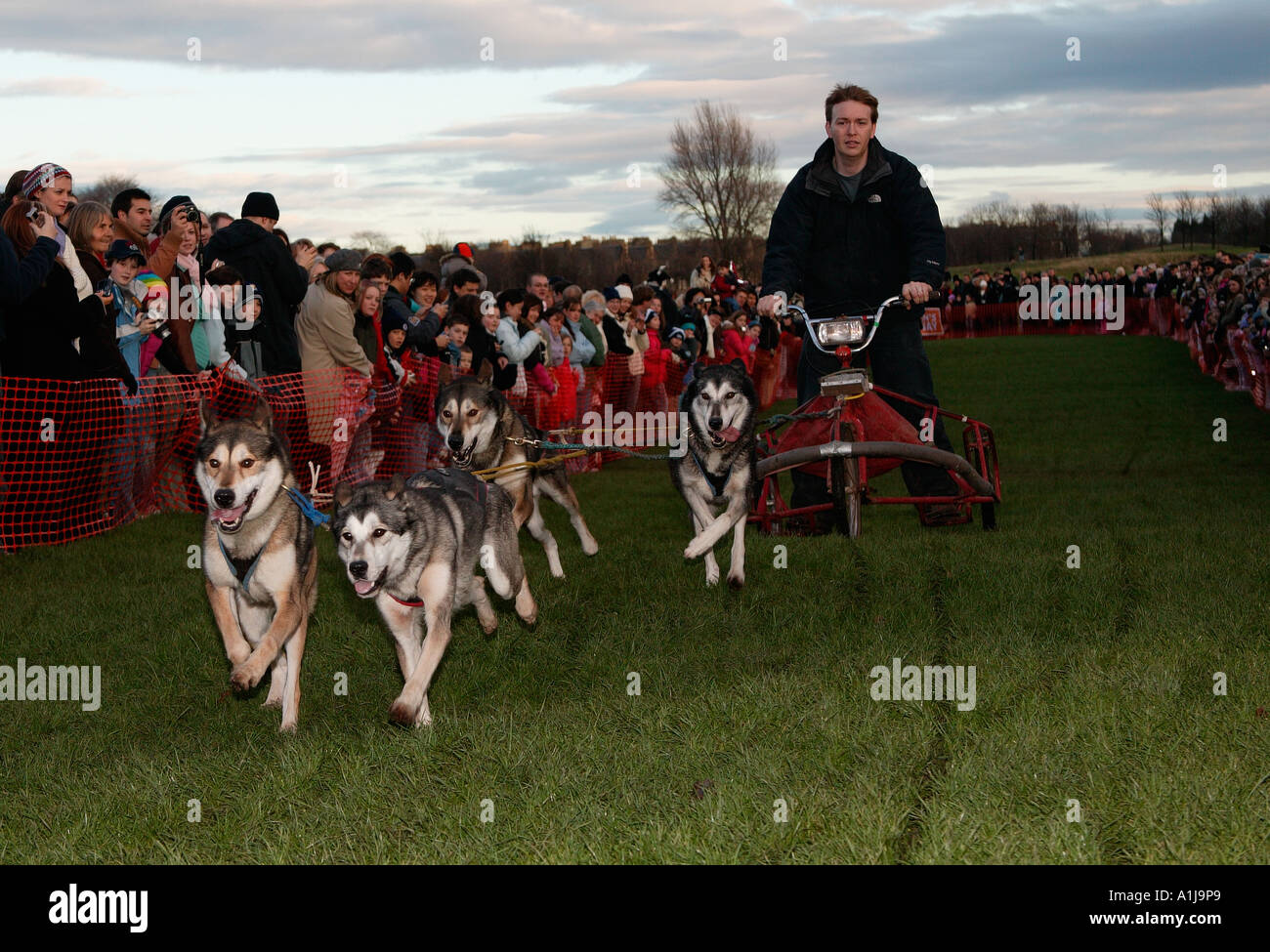 Husky dog racing, during New Year festivities, Edinburgh, Scotland, UK, Europe Stock Photo