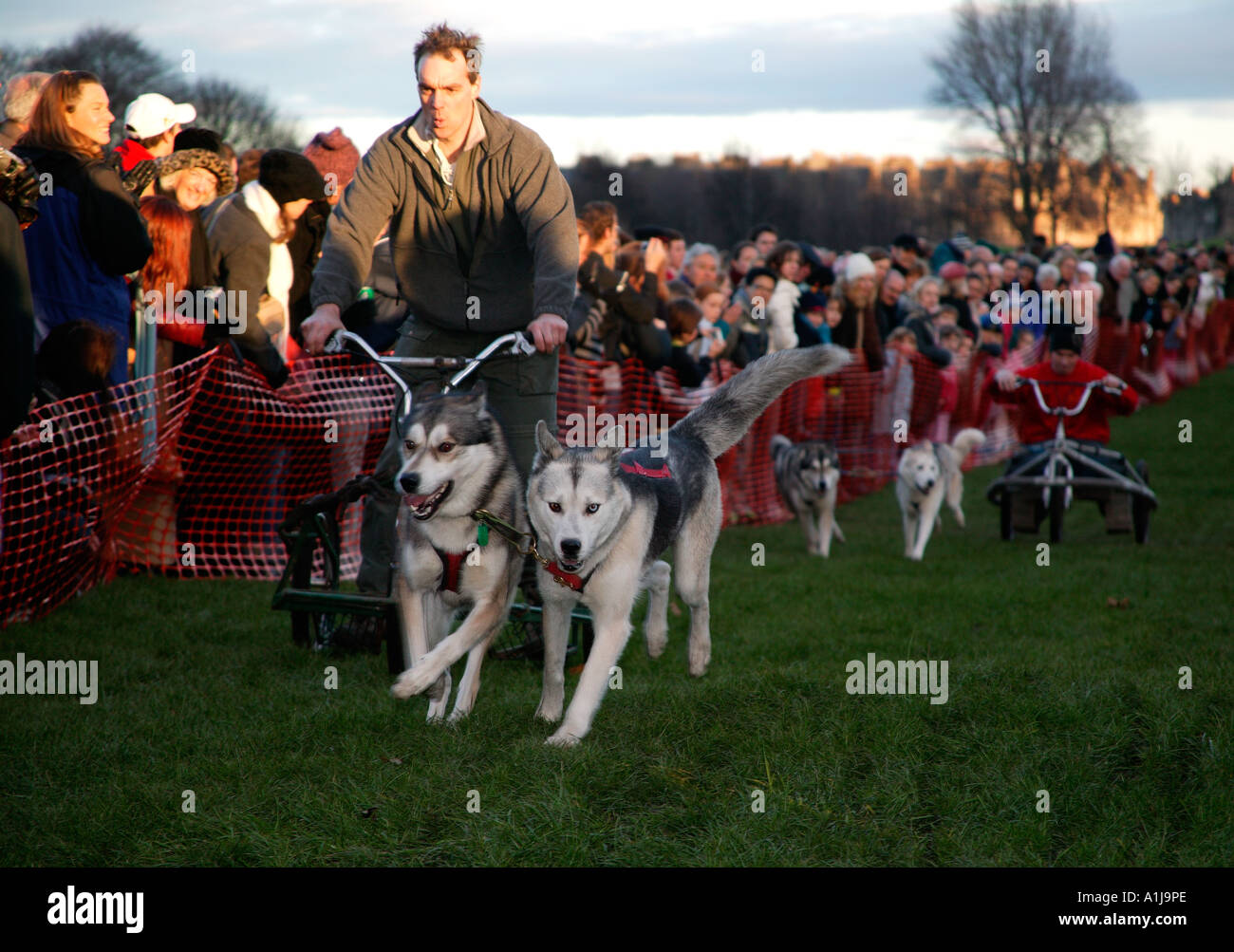 Husky dog racing, Edinburgh, Scotland Stock Photo