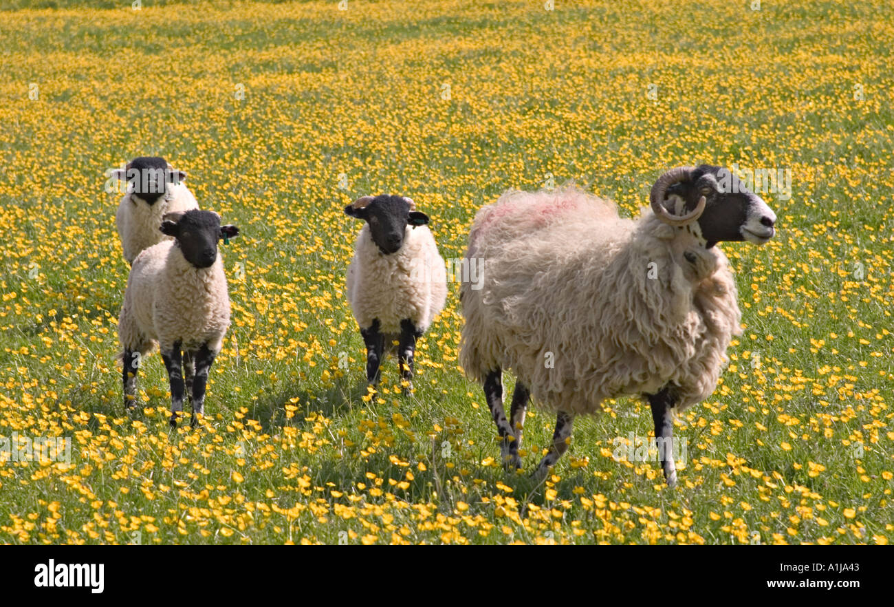 Lambs sheep in yorkshire dales hi-res stock photography and images - Alamy