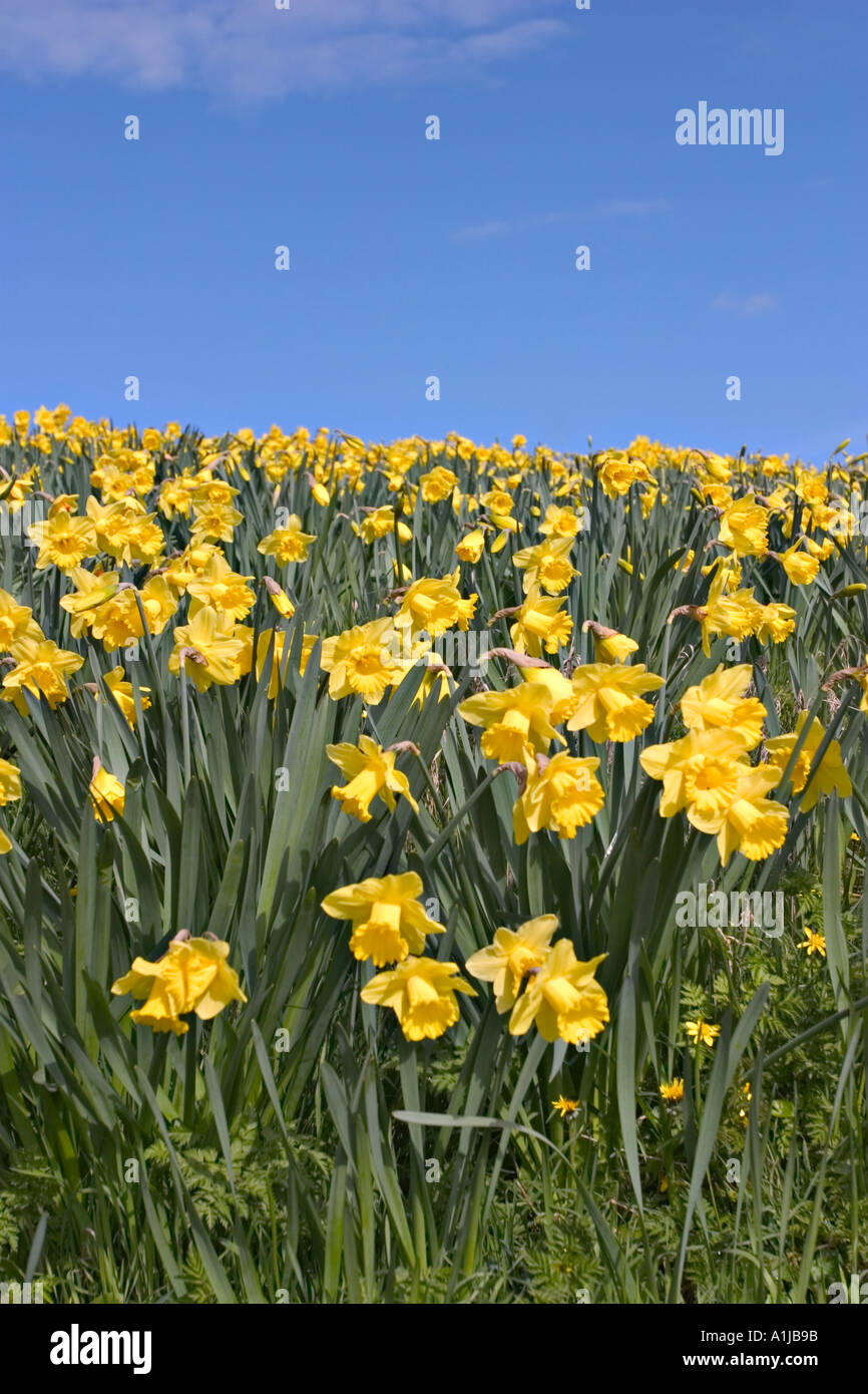 Daffodils Yorkshire UK Stock Photo Alamy