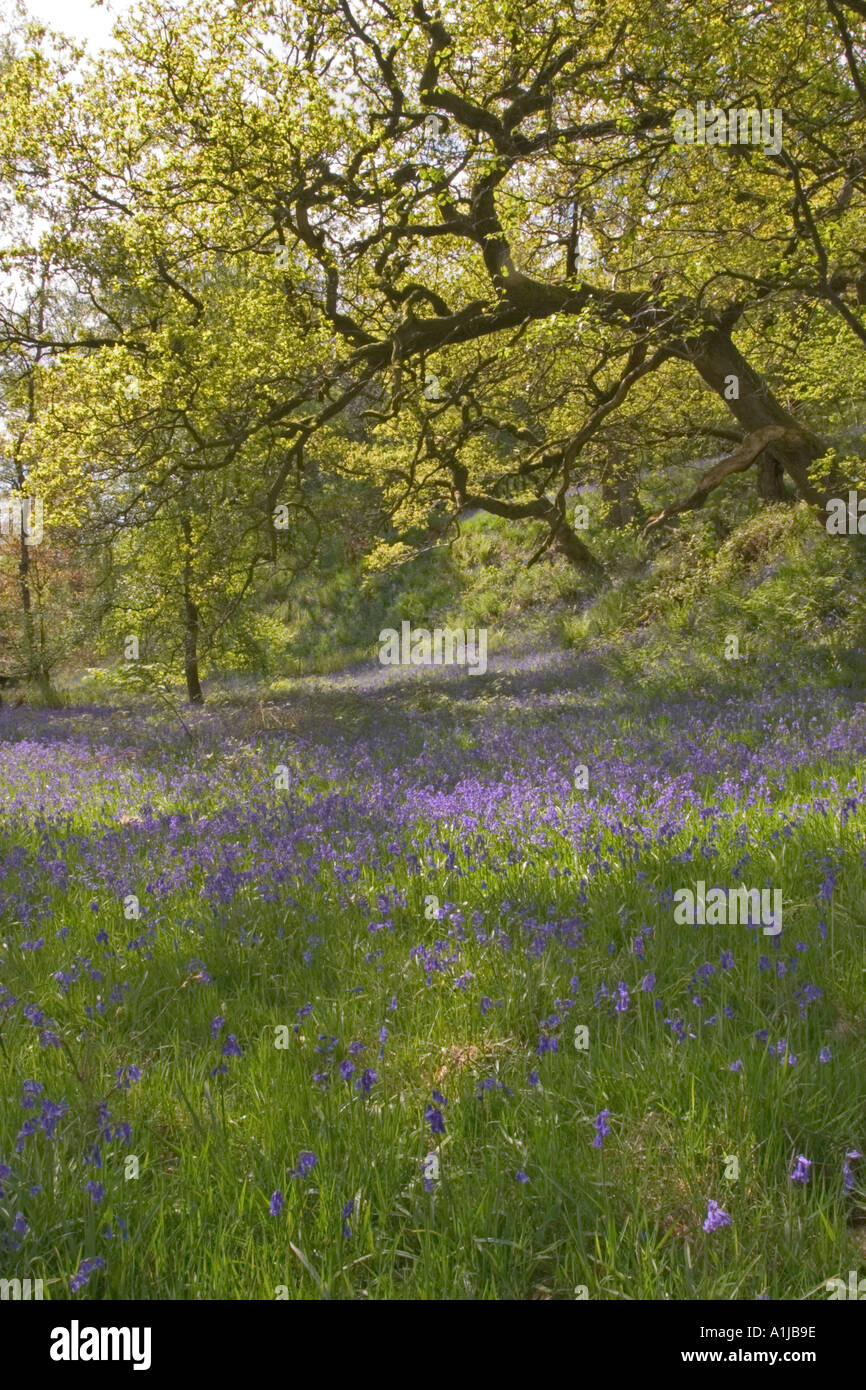 Riccal Dale High Resolution Stock Photography and Images - Alamy