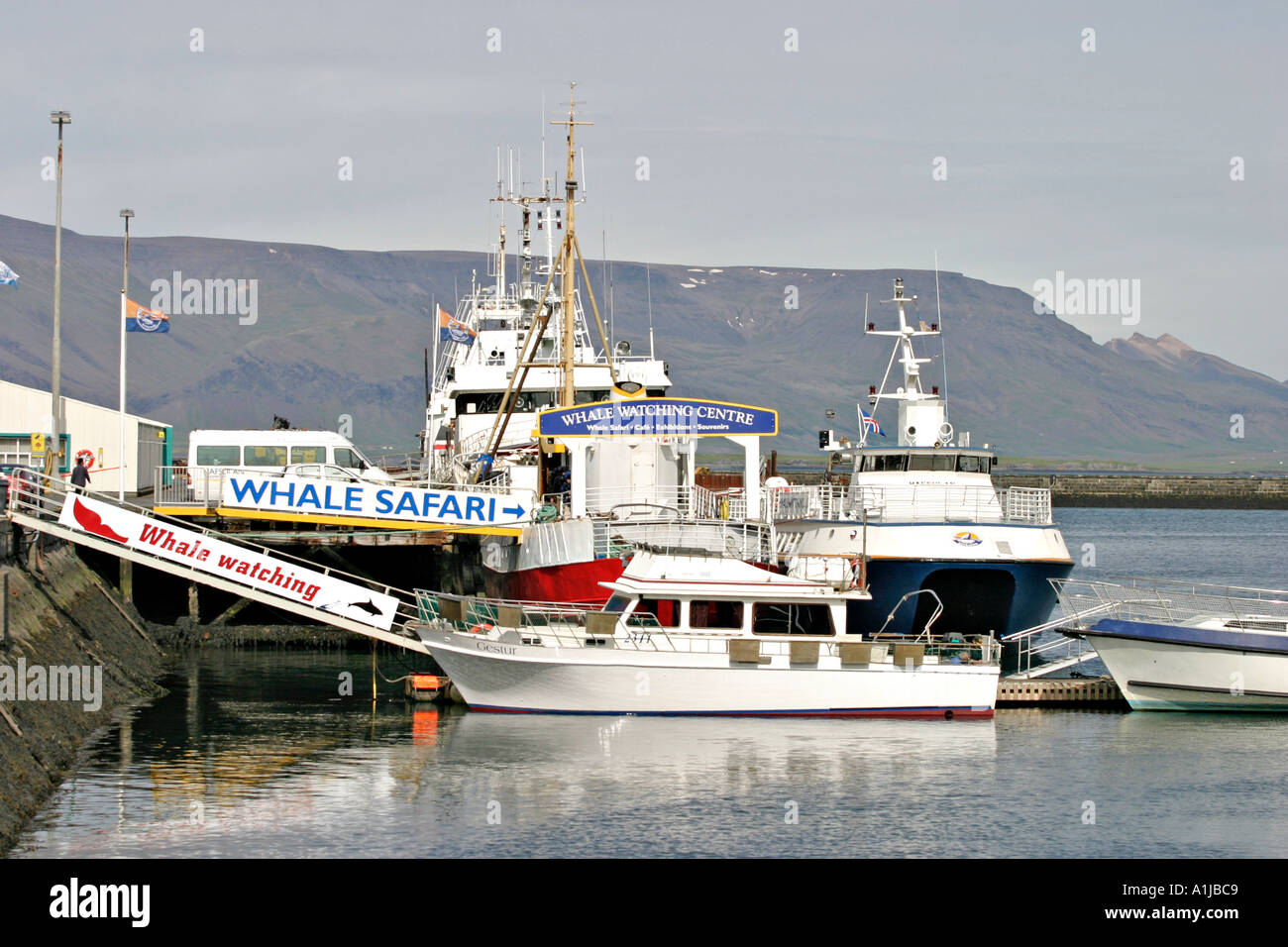 Iceland whale safari hi-res stock photography and images - Alamy
