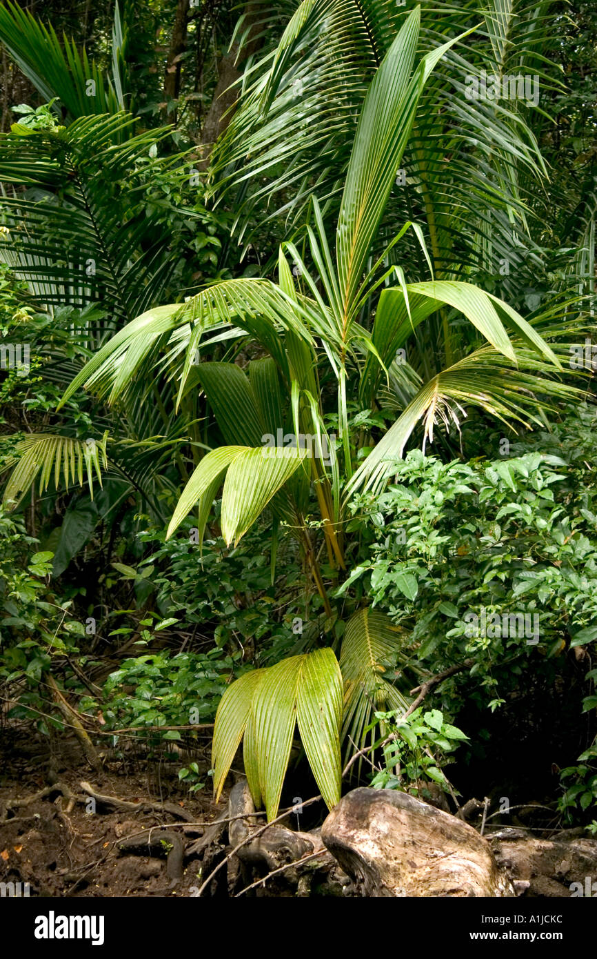Green plants in the rainforest Stock Photo Alamy